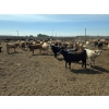 Image 4 : Driland Feeders - 910# June Delivery Heifers - 270 Head (Burdett, AB)