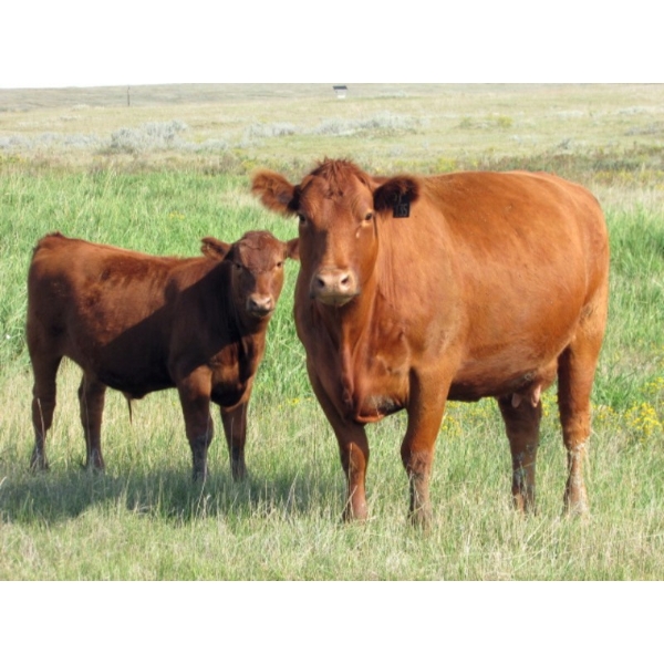 Henrickson Ranching - 600# November Delivery Steer Calves - 70 Head (Patricia, AB)