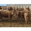 Image 3 : Bauer Ranching - 910# February Delivery Steers - 193 Head (Hilda, AB)