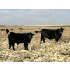 Image 3 : Steven & Janet Yule - 510# December Delivery Steer Calves - 85 Head (Gleichen, AB)