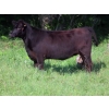 Image 3 : Little Rainbow Ranch - 50 Black & BBF Simm X Angus & Angus AI Bred Heifers (Moosomin, SK)
