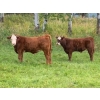 Image 2 : 141 Mile Ranch - 525# October Steer Calves - 95 Head (141 Mile House, BC) VBP+