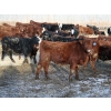 Image 5 : Barfus Farms - 800# March Weaned Steers - 159 Head (Raymond, AB)