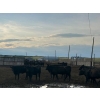 Image 5 : Cross Bar Ranch - 930# June Delivery Heifers - 70 Head (Consort, AB)