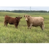 Image 5 : Tanner & Michelle Lawton - 600# Oct/Nov Delivery Heifer Calves - 40 Head (Eckville, AB)