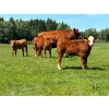 Image 2 : Chad Harden - 640# October Delivery Steer Calves - 95 Head (Pigeon Lake, AB)