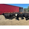 Image 3 : Turtleview Livestock - 930# October Delivery Grass Heifers - 62 Head (Goodlands, MB) VBP+