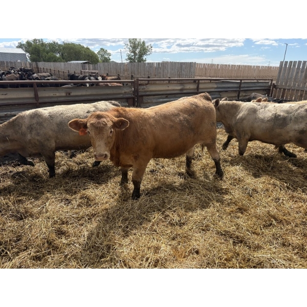 Robert Hampton - 920# June Delivery Steers - 68 Head (Picture Butte, AB) *ADDED LOT*