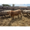Image 1 : Robert Hampton - 920# June Delivery Steers - 68 Head (Picture Butte, AB) *ADDED LOT*