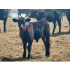 Image 5 : Schunicht Farms - 800# Dec/Jan Delivery Weaned Steers - 70 Head (Strathmore, AB)