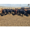 Image 6 : M.S. MacLean Livestock - 950# May Delivery Steers - 98 Head (Coaldale, AB)