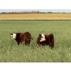 Image 2 : Jones Hereford Ranch - 540# October Delivery Heifer Calves - 30 Head (Balzac, AB)