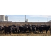 Image 1 : M.S. MacLean Livestock - 750# April Delivery Heifers - 51 Head (Coaldale, AB)
