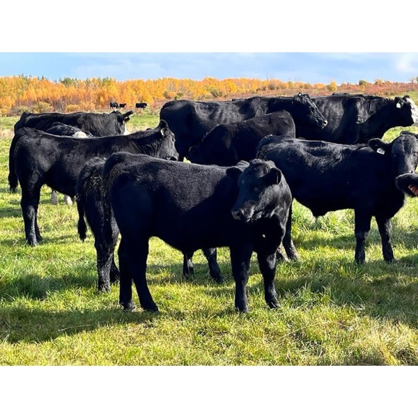 Plamondon Farms Inc. - 630# October Delivery Steer Calves - 95 Head (Plamondon, AB)