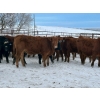Image 6 : Turtleview Livestock - 740# January Delivery Steers - 79 Head (Goodlands, MB) VBP+