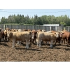 Image 4 : Lesher Lane Enterprises - 975# July Delivery Heifers - 175 Head (Lacombe, AB)