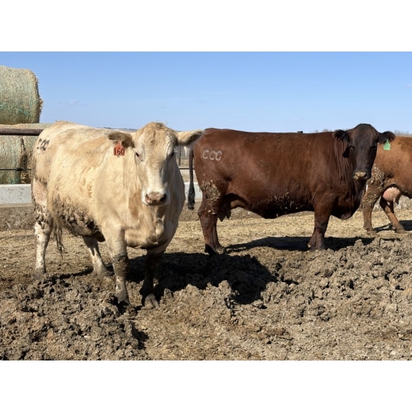 Cunningham Cattle Co. - 1750# Fed Cows - 36 Head (Sundre, AB)