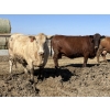 Image 1 : Cunningham Cattle Co. - 1750# Fed Cows - 36 Head (Sundre, AB)