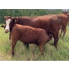 Image 7 : Thorson Cattle Co. - 700# November Delivery Steer Calves - 55 Head (Hays, AB)