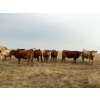Image 6 : Crisp Ranches - 985# October Delivery Grass Steers - 63 Head (Monitor, AB)