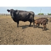 Image 11 : Malarky Farms - 36 Black/Black X Cow/Calf Pairs (Newdale, MB)