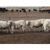 Image 12 : Cluny Colony - 780# October Delivery Weaned Heifers - 70 Head (Cluny, AB)