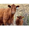 Image 3 : Meyer Cattle Inc. - 10 Red Angus X 3rd Calf Pairs (Lethbridge, AB)