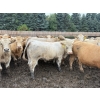 Image 11 : French's Farm - 1025# October Delivery Steers - 180 Head (Kelwood, MB)
