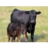 Image 4 : Richard Beekman - 540# November Delivery Heifer Calves - 30 Head (Strathmore, AB)
