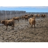 Image 9 : Bauer Ranching - 910# February Delivery Steers - 193 Head (Hilda, AB)