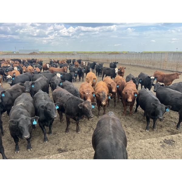 Babcock Livestock - 930# August Delivery Heifers - 212 Head (Czar, AB)