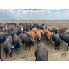 Image 1 : Babcock Livestock - 930# August Delivery Heifers - 212 Head (Czar, AB)