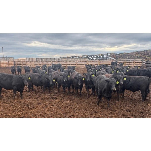 M.S. MacLean Livestock - 950# June Delivery Steers - 111 Head (Coaldale, AB)