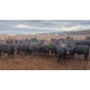 Image 1 : M.S. MacLean Livestock - 950# June Delivery Steers - 111 Head (Coaldale, AB)