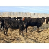 Image 6 : Dallas & Janelle Kapeller - 611# January Delivery Steers - 92 Head (Beechy, SK) VBP+