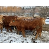 Image 9 : X Bar X Cattle Co. Ltd. - 1036# March/April Delivery Steers - 60 Head (Lomond, AB)