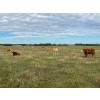 Image 6 : Valley Ranch - 975# October Grass Heifers - 65 Head (Dewberry, AB)