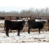 Image 2 : Martin DeVos - 725# March/April Delivery Heifers - 69 Head (Fork River, MB)