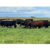 Image 3 : Triangle D Land & Cattle Co. - 825# September Delivery Grass Steers - 95 Head (Hanley, SK)