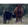 Image 6 : Lindy Greig - 510# October Steer Calves - 45 Head (Nanton, AB)