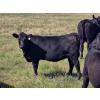 Image 2 : AJS Ranch - 700# October Delivery Heifer Calves - 82 Head (Botha, AB)