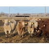 Image 4 : Lesher Lane Enterprises - 950# June Weaned Steers - 250 Head (Lacombe, AB)