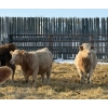 Image 14 : Winn Man Farms - 720# March Delivery Heifers - 254 Head (Winnipegosis, MB)