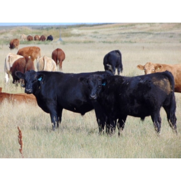 Riverbend Ranch - 1040# September Delivery Grass Steers - 405 Head (Spondin, AB)