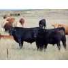 Image 1 : Riverbend Ranch - 1040# September Delivery Grass Steers - 405 Head (Spondin, AB)