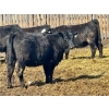 Image 10 : East Hilltop Holdings - 24 Black Maine X Angus Replacement Heifers (Carstairs, AB)