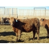 Image 5 : Douglass Agro - 725# March Delivery Weaned Heifers - 250 Head (Gem, AB)