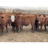 Image 5 : Lone Star Cattle Co. - 1010# May Delivery Steers - 230 Head (Strathmore, AB)