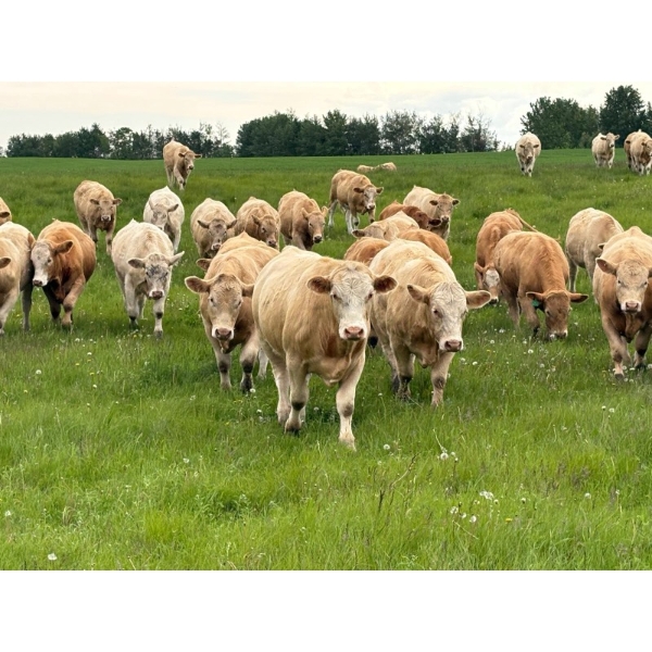 Nick Garnier - 1080# September Delivery Grass Steers - 90 Head (Lloydminster, AB)