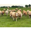 Image 1 : Nick Garnier - 1080# September Delivery Grass Steers - 90 Head (Lloydminster, AB)